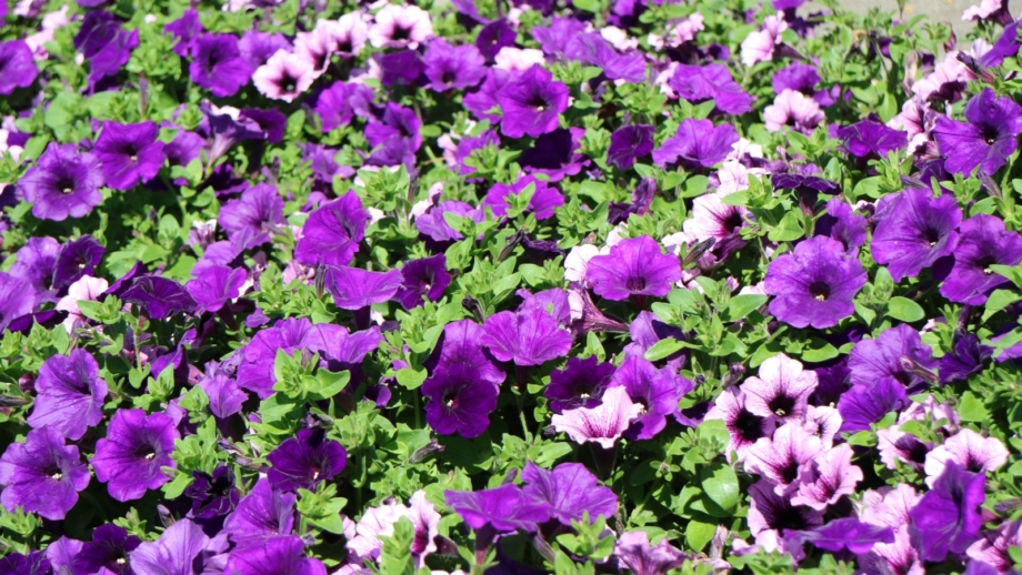 How to Plant, Grow, and Care for Wave Petunias