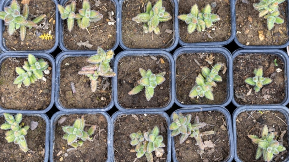 How to Grow Succulents From Seed