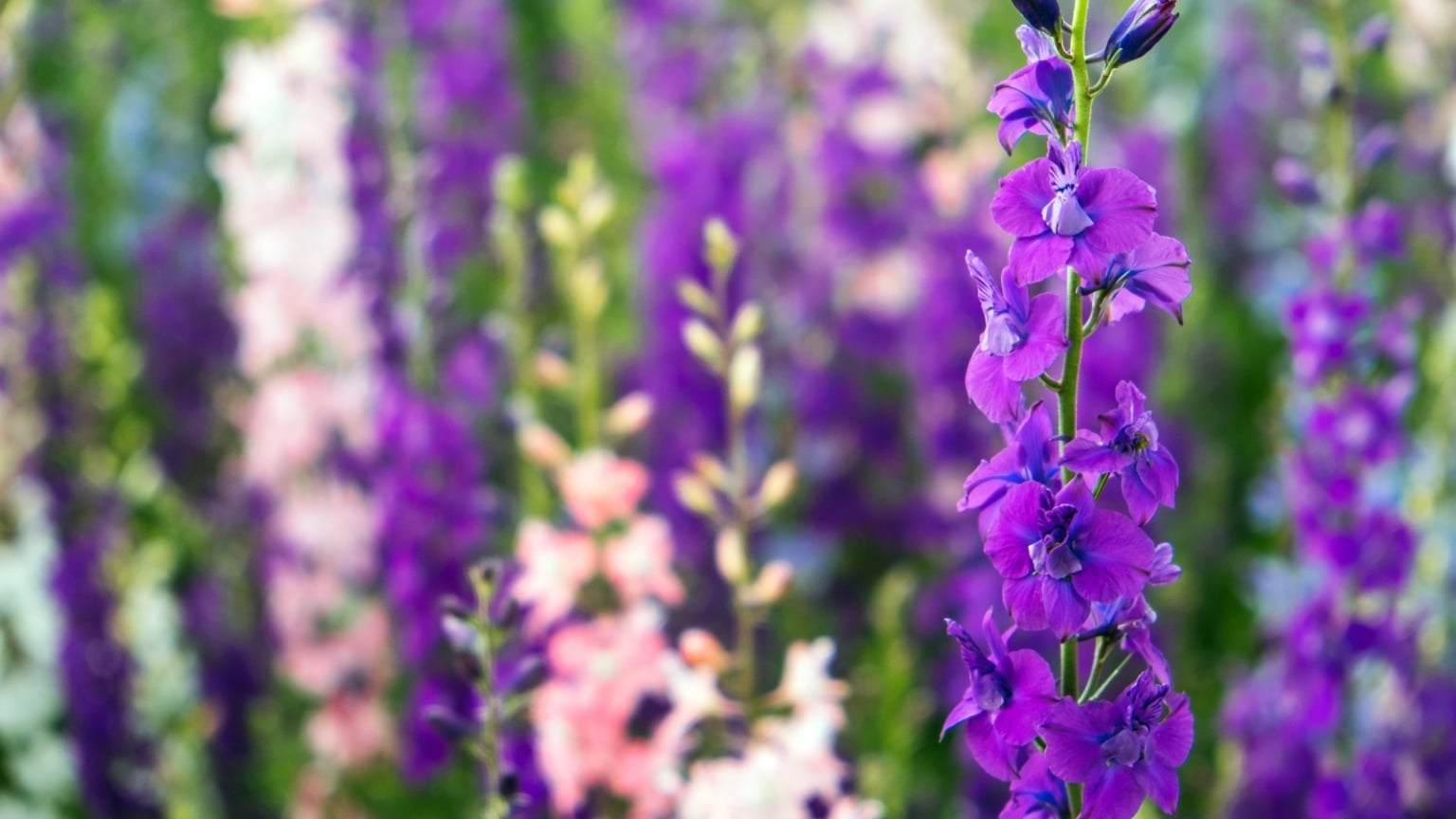 How to Grow Delphiniums From Seed