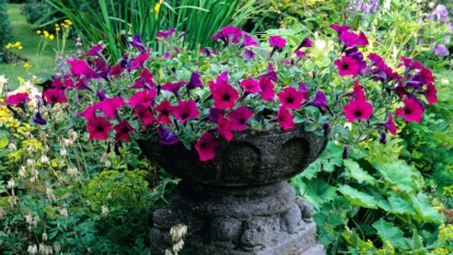 How to Plant, Grow, and Care for Wave Petunias