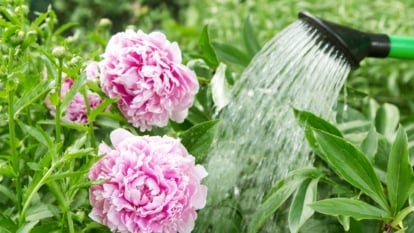 Green watering can pouring water on blooming pink Paeonia lactiflora flowers with large green leaves.