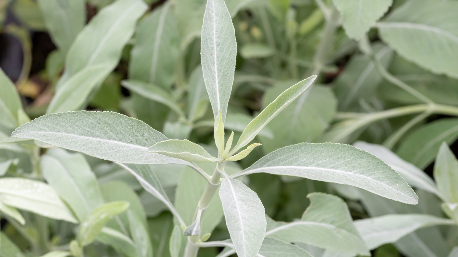 Silvery-white, elongated leaves with a velvety texture and pale flowers.