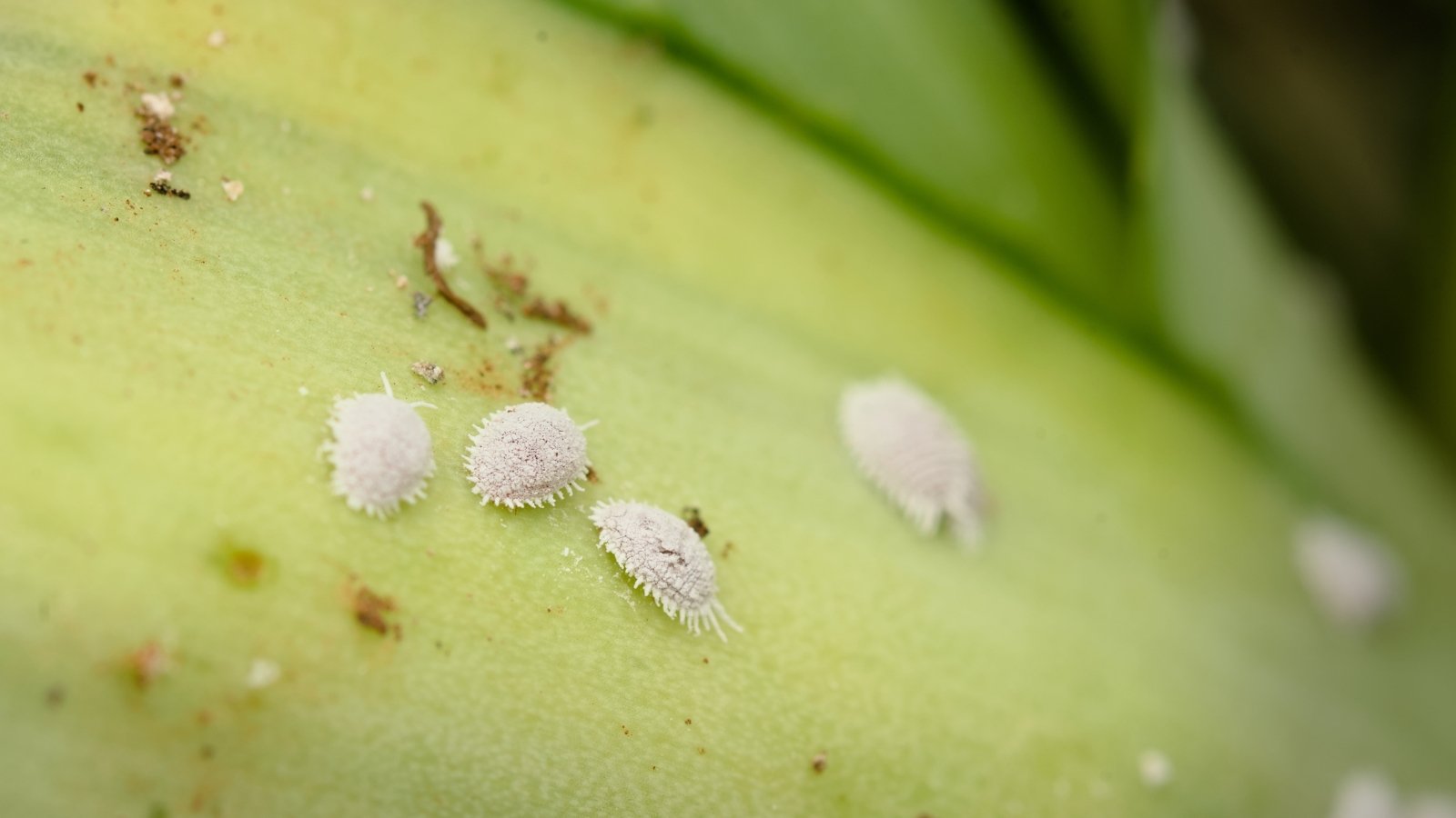 Small white mealybugs clustered on the surface of a broad green leaf.