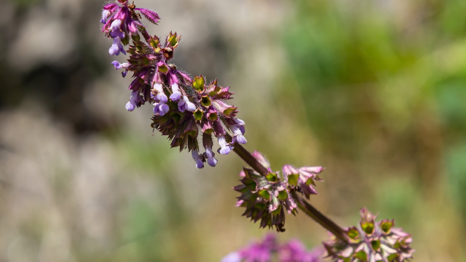 Spiky, purple flowers forming circular clusters with fuzzy green leaves.