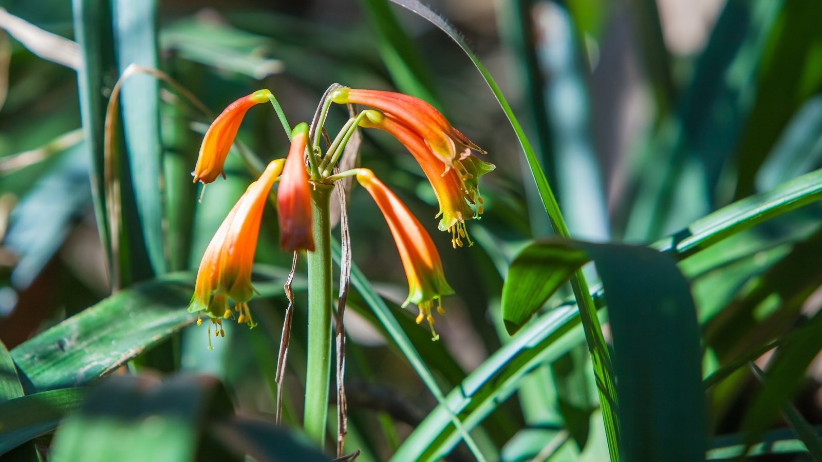 Faded orange flowers curling downward on tall stalks, standing above upright, healthy green leaves.