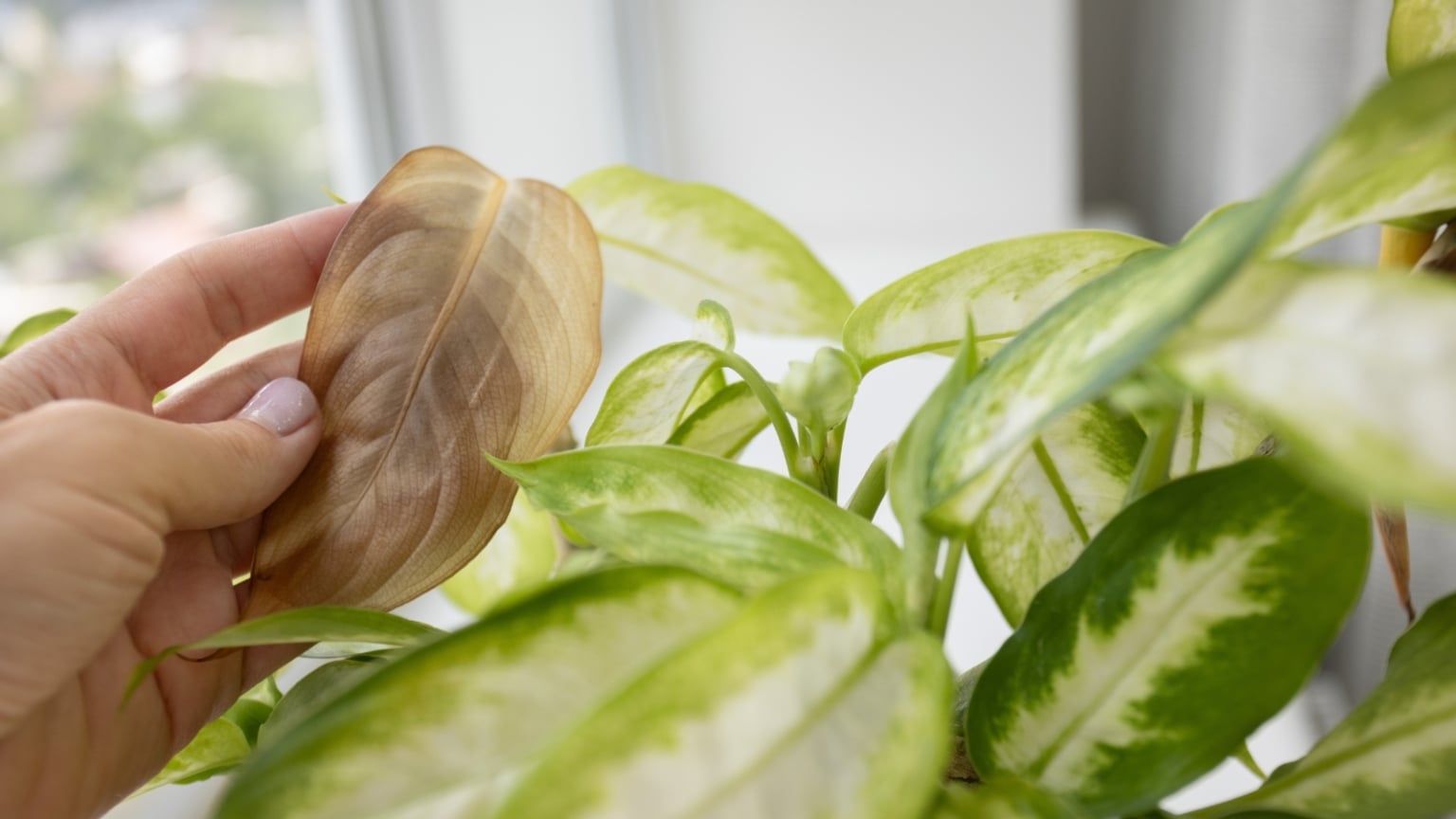 7 Causes of Wilted and Brown Dieffenbachia Leaves