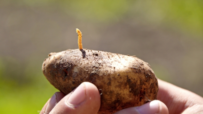 Keep These 11 Pests Away from Your Potato Plants: Management Tips