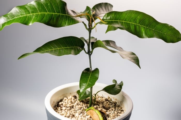 A small Mangifera indica plant with four glossy green leaves growing from a thin stem in white potting medium.