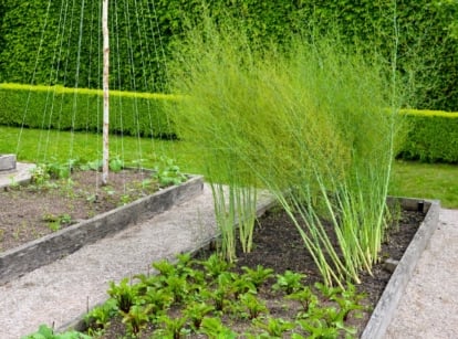 Wooden raised beds with various crops including tall ones, slender green stalks with delicate, fern-like leaves creating a lacy, airy texture.