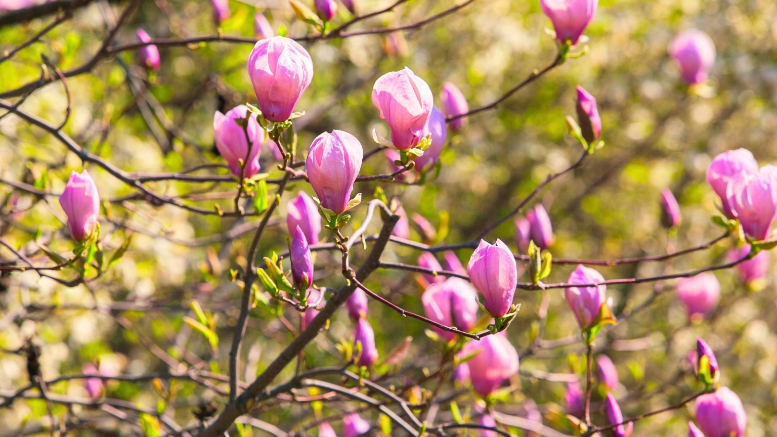 How to Plant, Grow, and Care for Saucer Magnolia Trees
