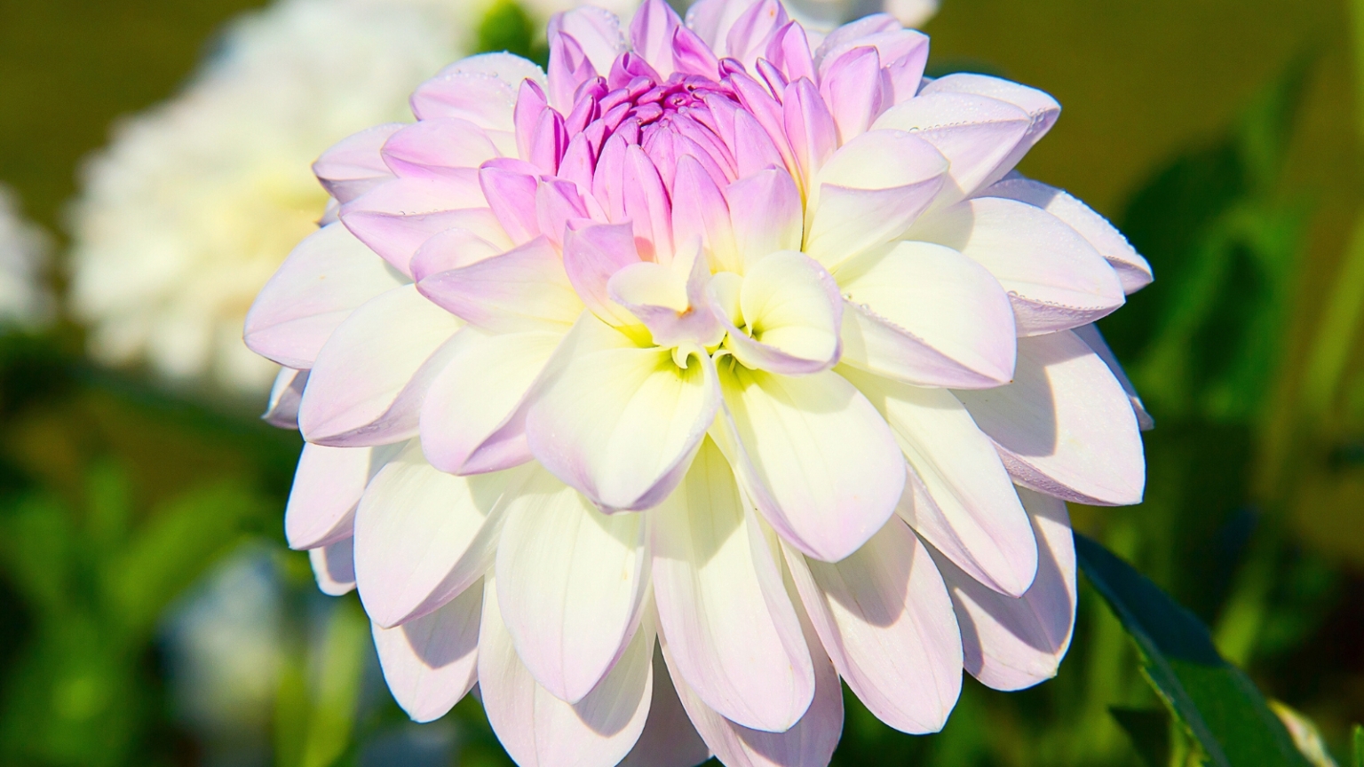 March Spring Bulbs 21 Best Summer Bulbs to Plant in March