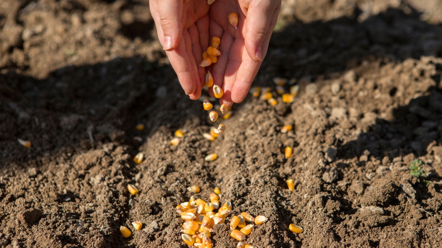 When and How to Grow Sweet Corn in the Home Garden