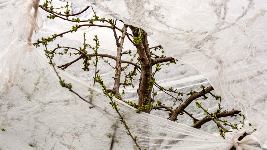 How to Protect Your Fruit Trees From Late Frosts