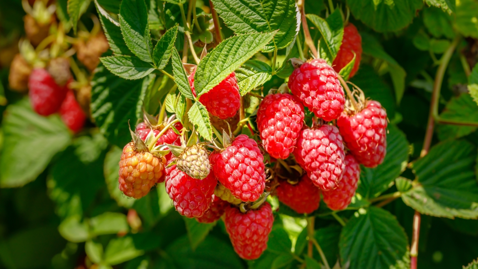Some Raspberries The Ultimate Guide to Growing Raspberries