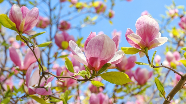 How to Plant, Grow, and Care for Saucer Magnolia Trees