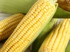 Close-up of ripe pale yellow sweet corn cobs, wrapped in fibrous green husks with tightly arranged kernels.