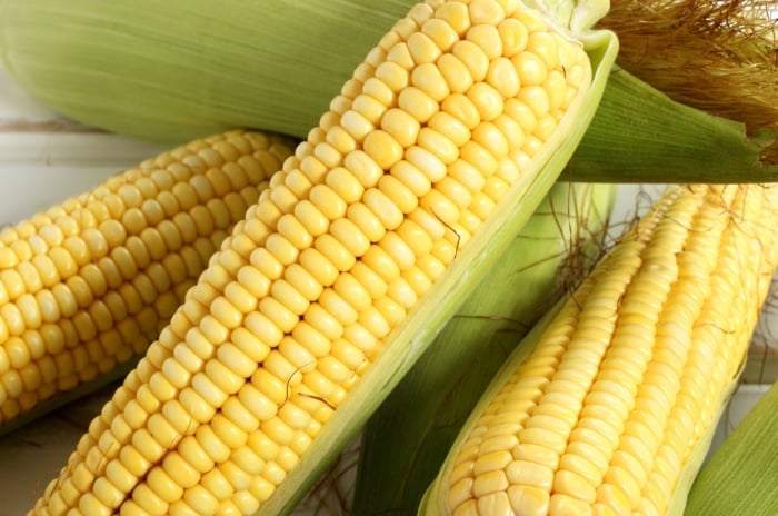 Close-up of ripe pale yellow sweet corn cobs, wrapped in fibrous green husks with tightly arranged kernels.