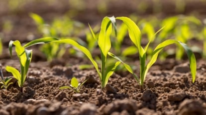 When and How to Grow Sweet Corn in the Home Garden