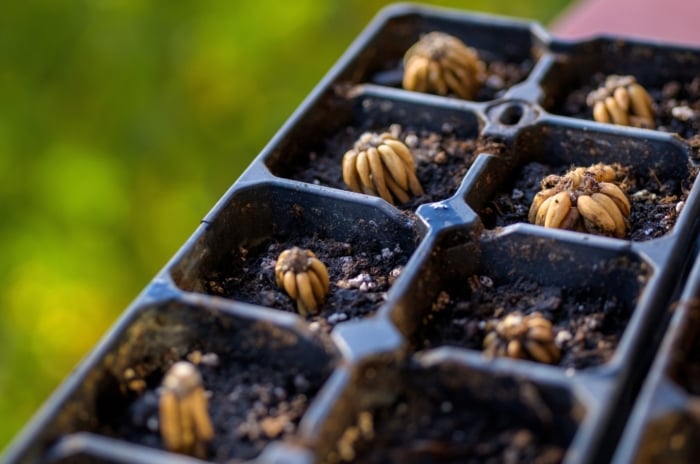 Freshly planted ranunculus corms in a seed starter tray filled with moist black soil, against a blurred green garden background.