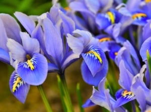 A close-up shot of blue-purple colored blooms that showcases how to plant irises from seed