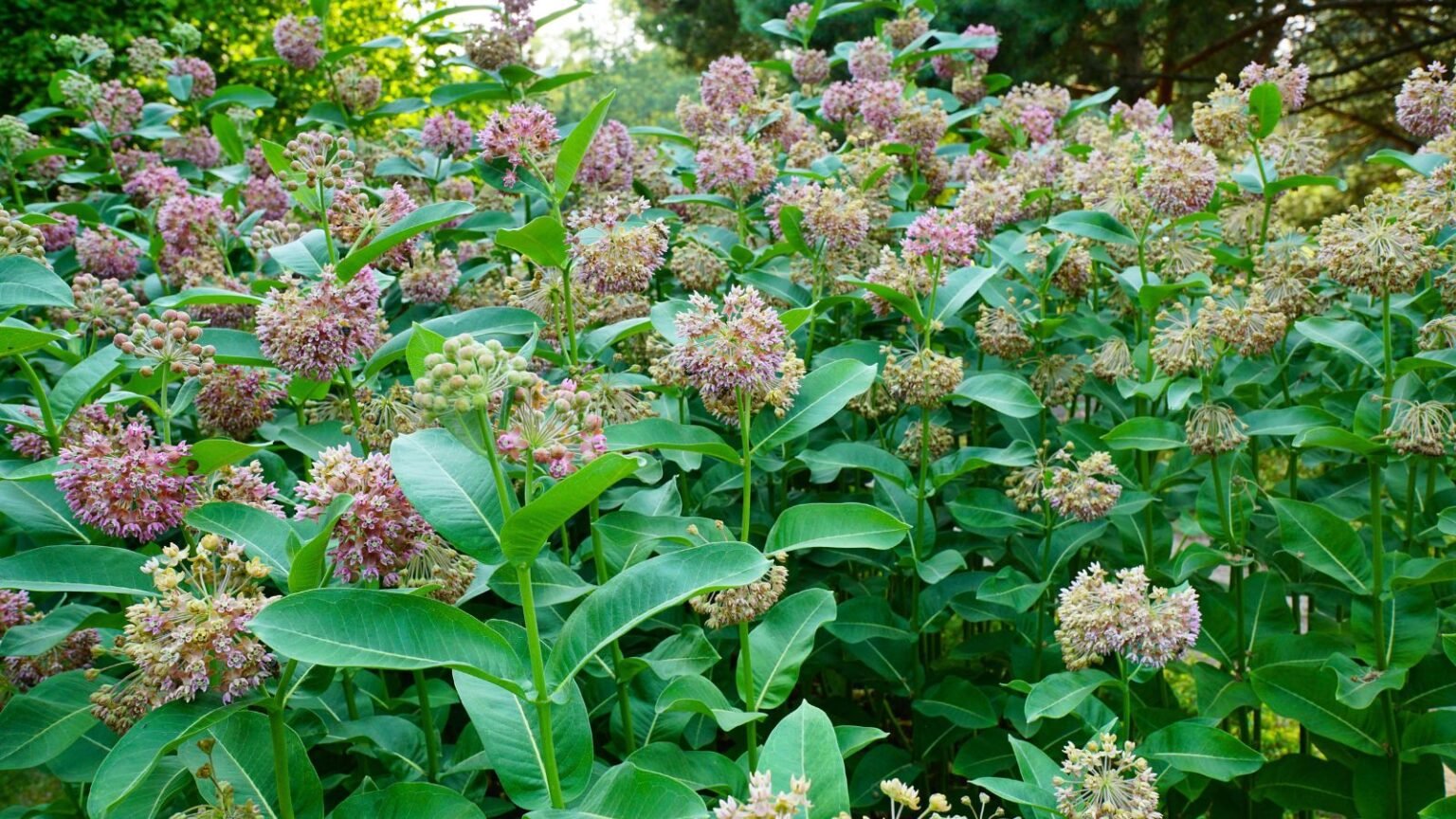 When And How To Plant Milkweed 5 Milkweed Growing Tips A Large Composition Of Developing Pink Colored Flowers 1536x864