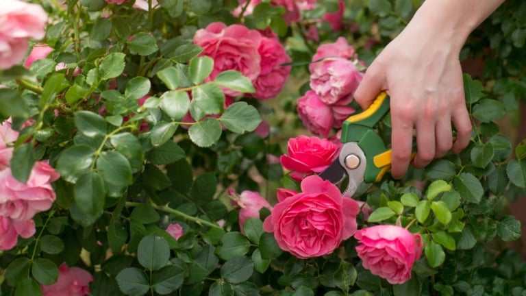 How and When to Prune Climbing Roses
