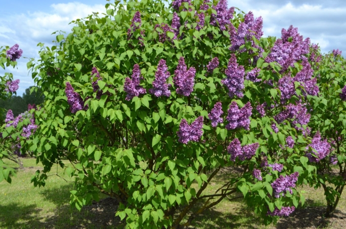 A shot of a developing flowering shrub showcasing how to transplant lilac runners