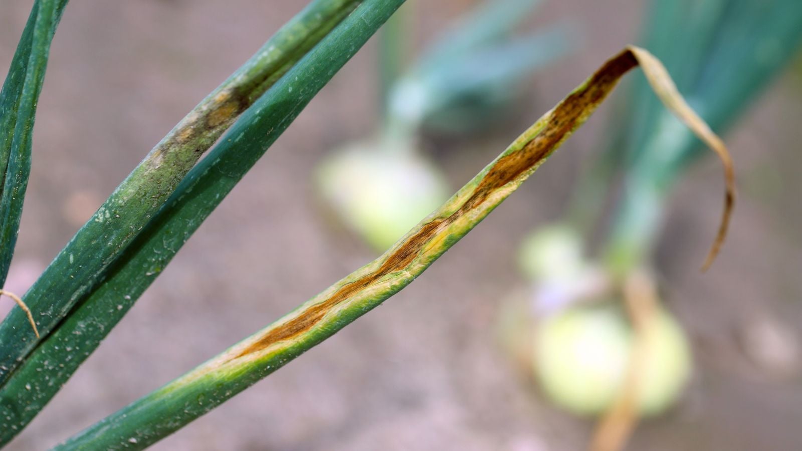 A shot of a leaf of an allium crop affected with Botrytis Blight, appearing on a long grass leaf