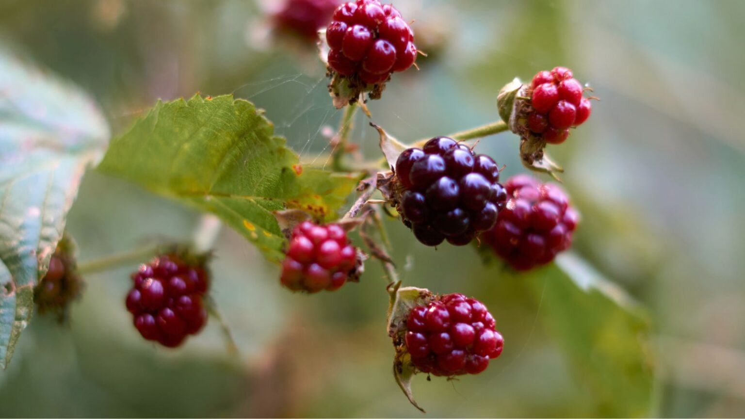 The Ultimate Guide to Growing Raspberries