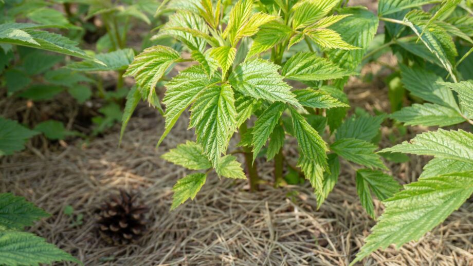 The Ultimate Guide to Growing Raspberries