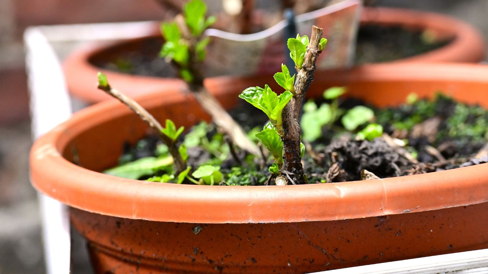 A plastic planter with a brown color containing dark brown soil with tender perennials with small green leaves