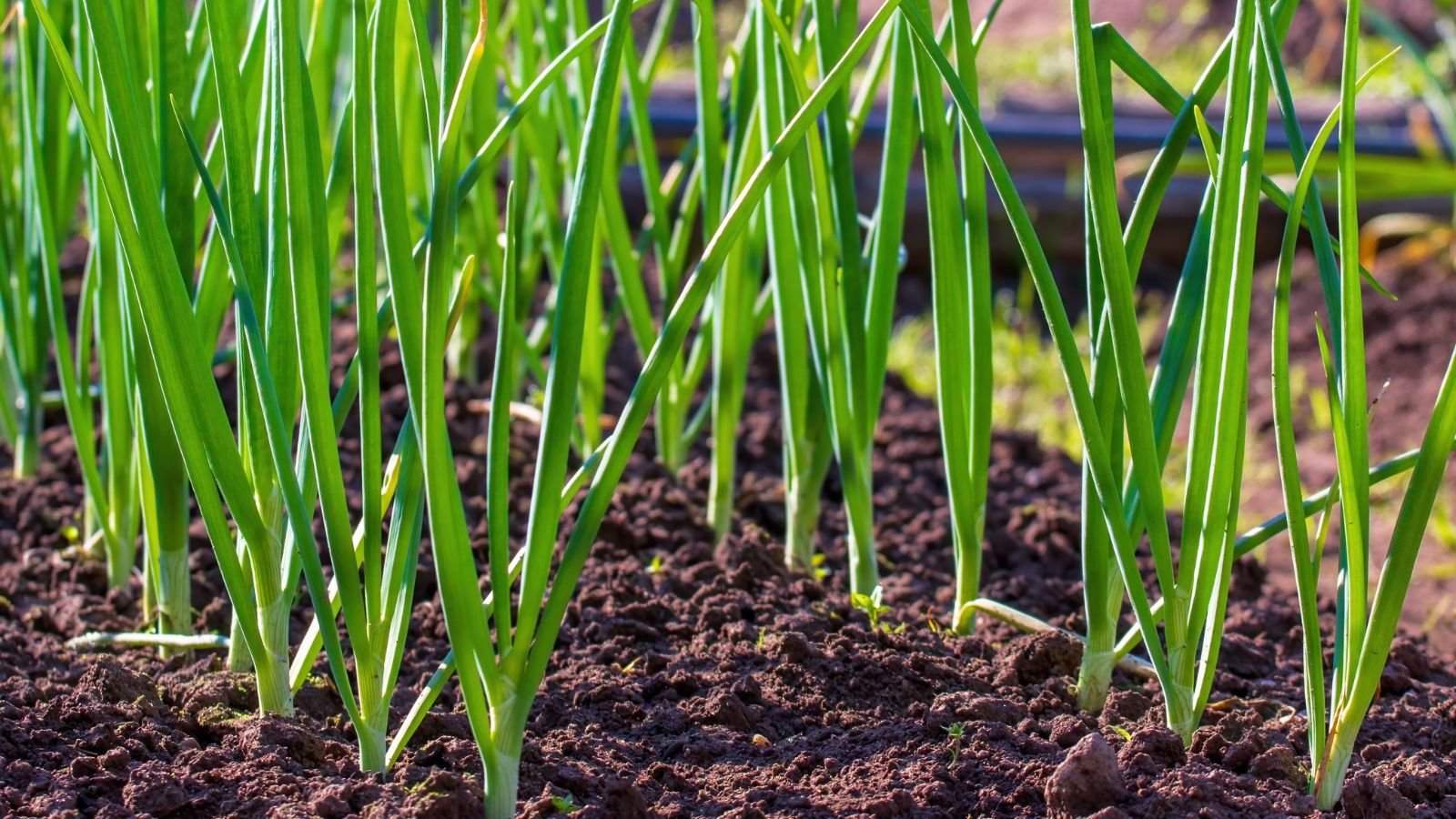 A shot of several rows of developing green onion