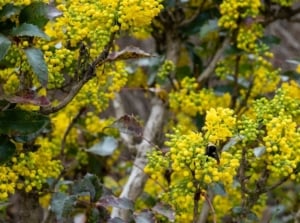 A shot of yellow fruits and dark green colored foliage alongside branches of the Oregon grape, showcasing invasive plants native alternatives