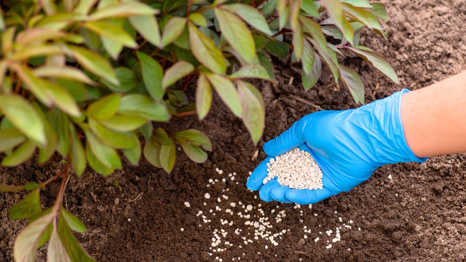 Close-up of a woman's hand in a blue glove applying white granular fertilizer to a lush bush with broad, glossy green leaves.