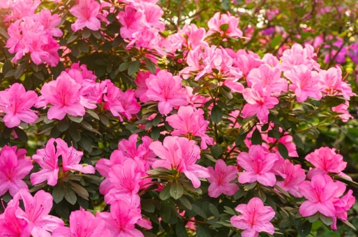 Vibrant pink azalea flowers bloom in zone 5, featuring clusters on a compact shrub, with glossy dark green leaves and slender stems.
