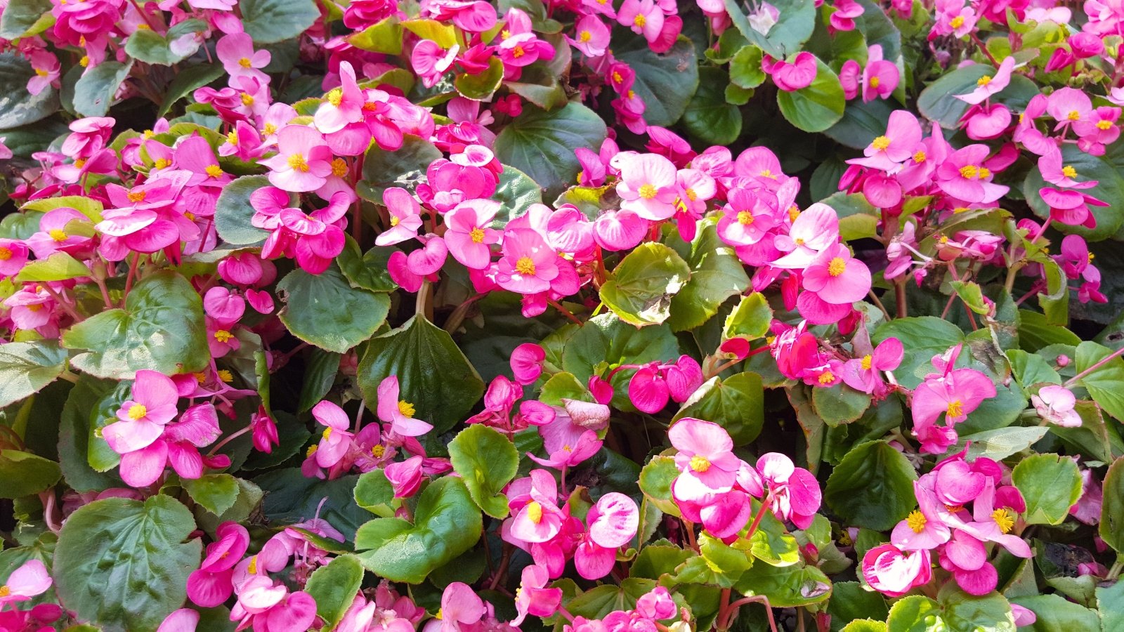 Waxy, rounded leaves in green support tight clusters of single flowers in vibrant shades of pink.
