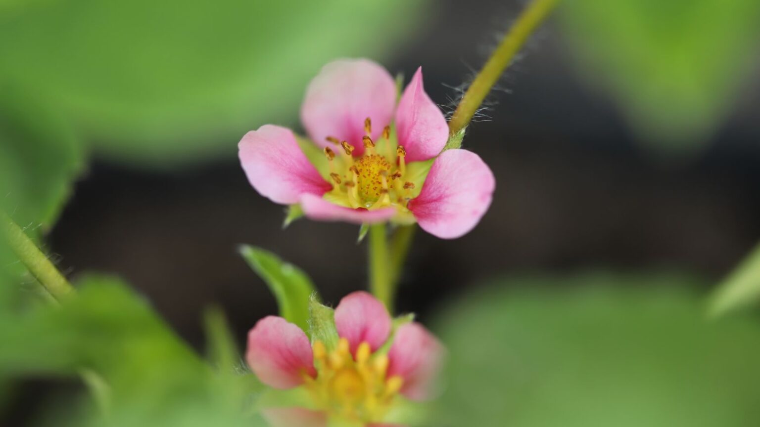 7 Strawberry Varieties With Charming Pink Flowers