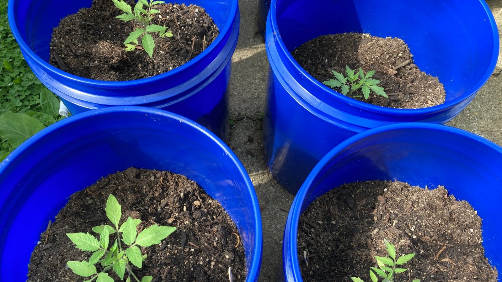 Solanum lycopersicum and Capsicum annuum small sprouts in blue containers with soil and brown compost