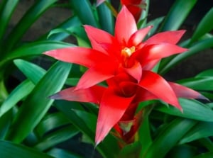 Guzmania lingulata with glossy red flower bracts radiating from a yellow-orange central rosette, surrounded by smooth dark green strap-like leaves.