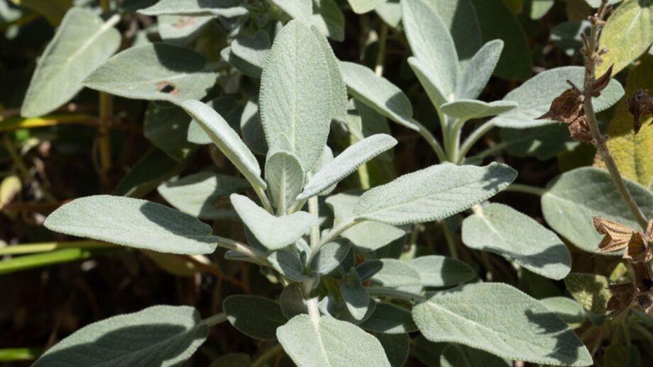 15 Garden Plants You Almost Never Need to Water