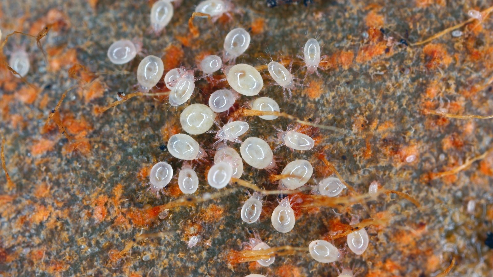Tiny, round, white to translucent bulb mites clustered on a plant bulb.
