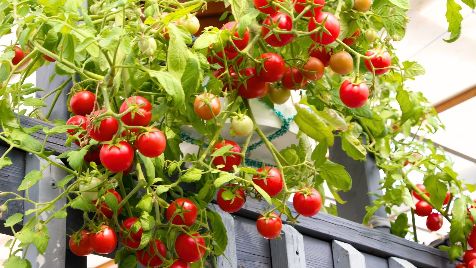 Small red trailing fruits cascade from a low, plant with delicate stems and bright green leaves.