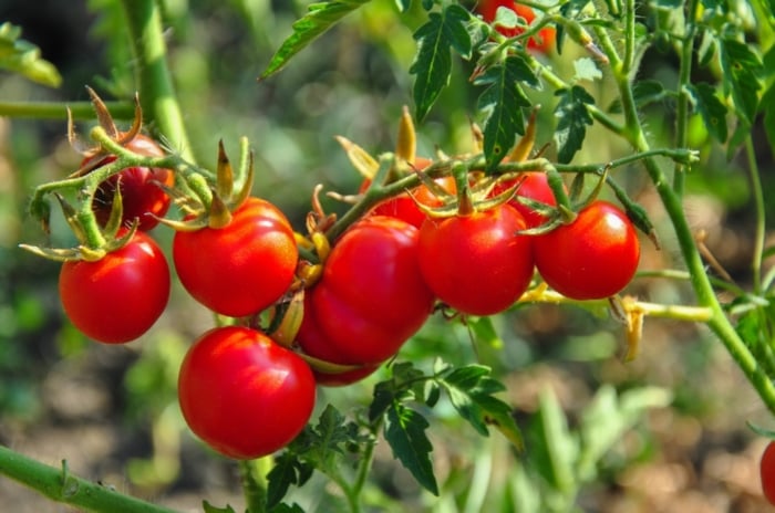 Solanum lycopersicum with small red fruits growing in bunches on leafy green vines.