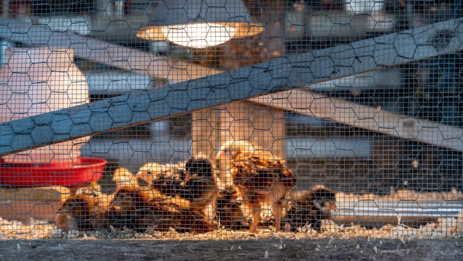 Raising Chickens for Eggs: The Ultimate Beginner’s Guide - Raising Baby Chickens From Brooders