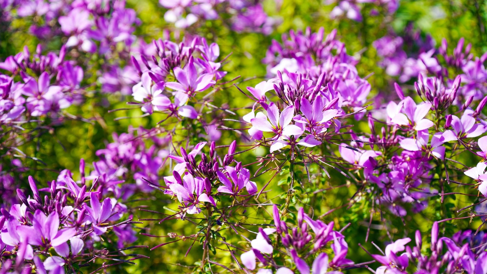 Tall, airy stems topped with whorls of lavender flowers with long filaments, held above palmate leaves with five to seven lobes.