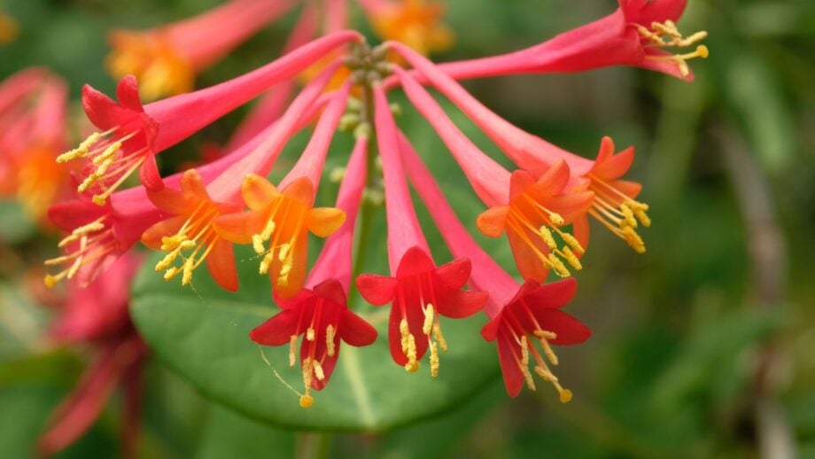 11 Native Alternatives for Popular Invasive Plants