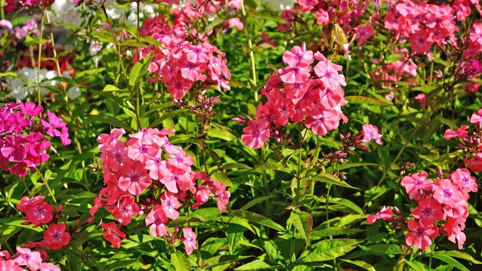 How to Plant, Grow, and Care for 'Jeana' Garden Phlox