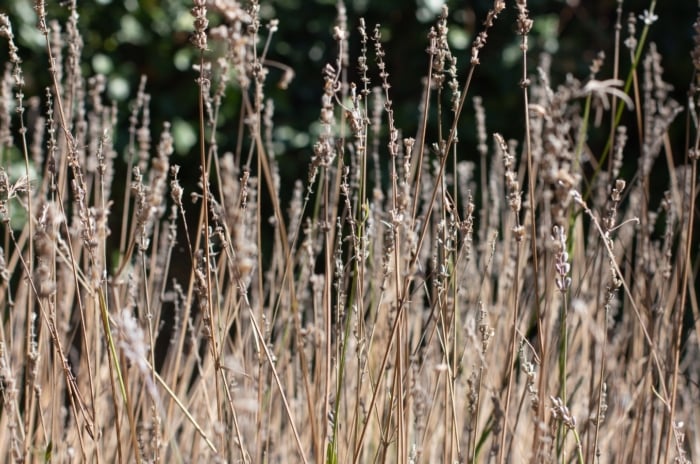 A cluster of dormant Lavandula shrubs with dry, light brown stems standing tall and brittle.