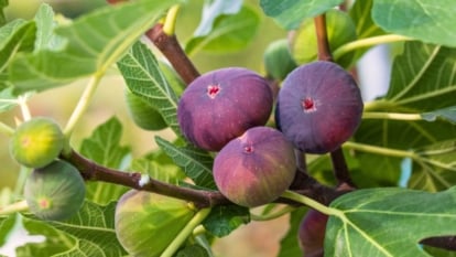 Plump, purple fruits with smooth skin, hanging from thick branches, surrounded by large, deeply lobed leaves with rough texture and prominent veins.