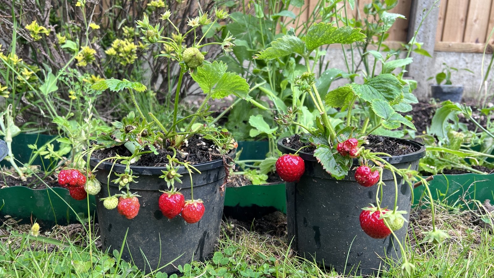 Solanum lycopersicum with red ripened fruits and leafy vines in soft black grow bags on green lawn
